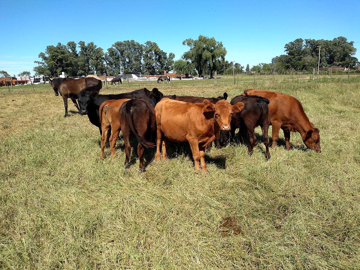 Vaquillonas Angus